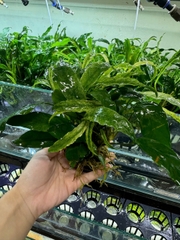 Cây lưỡi hổ giá thể