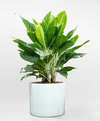 Cây Cảnh Phong Thủy_KBPT50