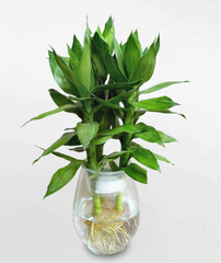 Cây Cảnh Phong Thủy_KBPT50