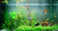 Nước Trong Phong Thủy_KBPT55