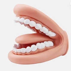 Mô hình răng cao su