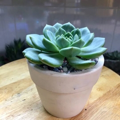 Cây Sen Đá Bánh Bao Xanh