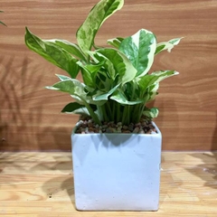 Cây Trầu Bà Cẩm Thạch