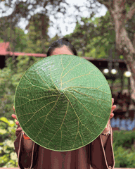 NÓN LÁ SEN VẼ TAY THỦ CÔNG