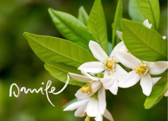 NAM CHÂM THƯ PHÁP DÁN TỦ LẠNH