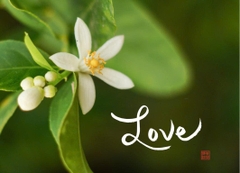 NAM CHÂM THƯ PHÁP DÁN TỦ LẠNH