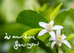 NAM CHÂM THƯ PHÁP DÁN TỦ LẠNH