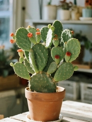 Top 10 Loại Cây Phong Thủy Phù Hợp Nhất Cho Môi Trường Làm Việc Hiện Đại 2025