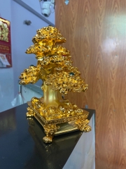 Cây Kim tiền phong thủy tài lộc, may mắn trung bàn thần tài, bàn làm việc, decor [BH: NONE]