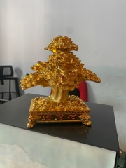 Cây Kim tiền phong thủy tài lộc, may mắn trung bàn thần tài, bàn làm việc, decor [BH: NONE]