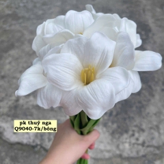 Hoa tuylip nở-TRẮNG.