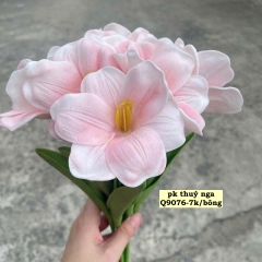 Hoa tuylip nở-HỒNG NHẠT.