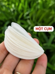 10 Cụm sò chất liệu giấy nến trang trí.