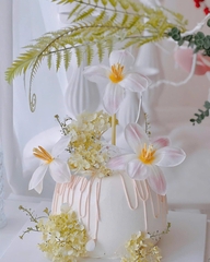 Hoa tuylip nở-TRẮNG HỒNG.