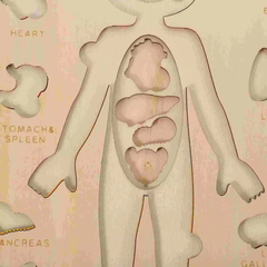 Montessori Đồ Chơi Gỗ Ghép Hình Trò Chơi Giải Phẫu Cơ Thể Con Người Human Body Structure Puzzle