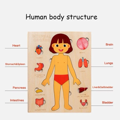 Montessori Đồ Chơi Gỗ Ghép Hình Trò Chơi Giải Phẫu Cơ Thể Con Người Human Body Structure Puzzle