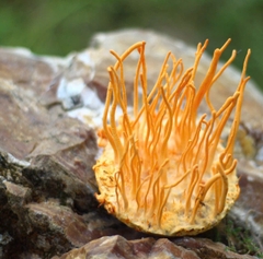 DTHT tươi