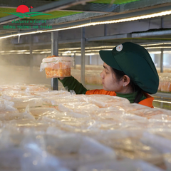 Đông trùng hạ thảo mật ong Dalanewfarm | Khỏe từ bên trong – Đẹp từ bên ngoài