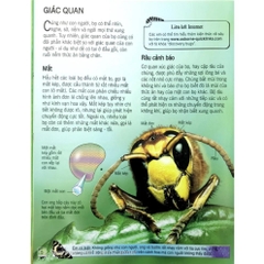 Sách - Bách Khoa Tri Thức Về Khám Phá Thế Giới Cho Trẻ Em - Các Loài Sâu Bọ - Đinh Tị