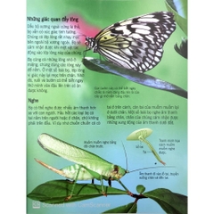 Sách - Bách Khoa Tri Thức Về Khám Phá Thế Giới Cho Trẻ Em - Các Loài Sâu Bọ - Đinh Tị