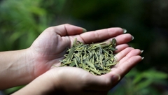 5 Lý Do Khiến Trà Ngon Thường Được Xem Là Khó Tiếp Cận