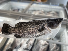 Cá Vược The Better Fish® Nguyên Con