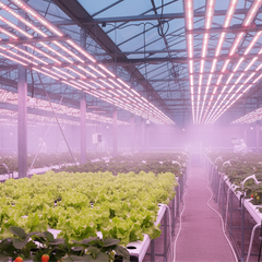 Đèn LED Nhà Kính ZALAA - Giải Pháp Bù Sáng Nông Nghiệp Cao
