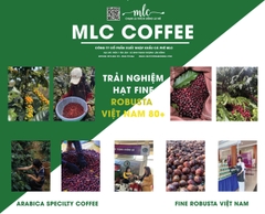 MLC COFFEE – HÀNH TRÌNH VƯƠN TẦM TỪ DI LINH VIỆT NAM RA THẾ GIỚI