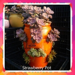 Chậu Gốm Đất Nung Hình Túi Đứng Strawberry Pot - Gốm Sứ Sân Vườn