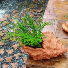Chậu Gốm Đất Nung Hình Vỏ Ốc Nhọn - Gốm Sứ Sân Vườn - Trồng Sen Đá