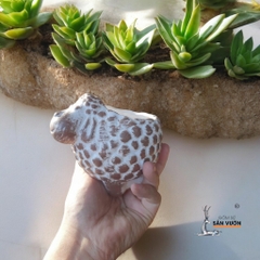 Chậu Đất Nung Hình Con Cừu ( Size Nhỏ )	- Gốm Sứ Sân Vườn - Chậu Trồng Sen Đá Dễ Thương