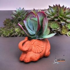 Chậu Gốm Đất Nung Hình Thú Dễ Thương ( Voi, Trâu, Gấu, Thỏ, Cún) - Gốm Sứ Sân Vườn