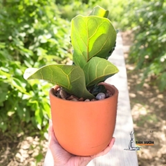 Chậu Gốm Đất Nung Dáng Trứng Trơn - Gốm Sứ Sân Vườn