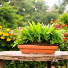 Chậu Gốm Đất Nung Dáng Chữ Nhật Trồng Cây Bonsai - Gốm Sứ Sân Vườn