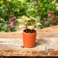 Combo Chậu Gốm Đất Nung Hình Trụ Tròn - Gốm Sứ Sân Vườn