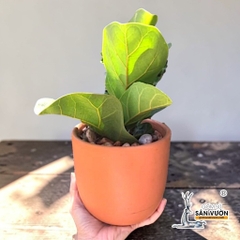 Chậu Gốm Đất Nung Dáng Trứng Trơn - Gốm Sứ Sân Vườn