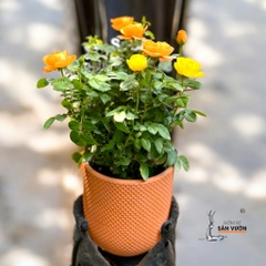 Chậu Gốm Đất Nung Dáng Trứng Vân Da Rắn Size 17 x 17 cm - Gốm Sứ Sân Vườn