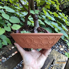 Chậu Đất Nung Dáng Dẹt Vân Tổ Ong Thích Hợp Trồng Bonsai - Gốm Sứ Sân Vườn