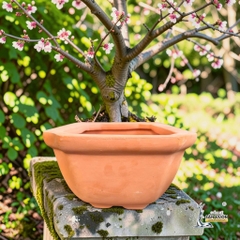 Chậu Gốm Đất Nung Hình Chữ Nhật Bo Góc Trồng Bonsai - Gốm Sứ Sân Vườn