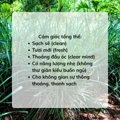 Tinh Dầu Sả Chanh