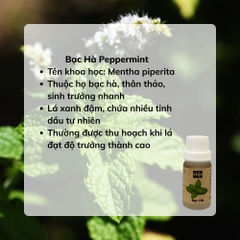 Tinh Dầu Bạc Hà