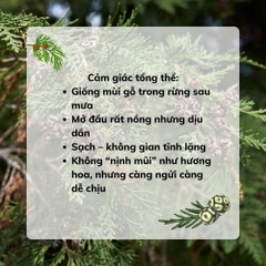 Tinh Dầu Gỗ Pơ Mu