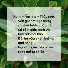 Tinh Dầu Hồi