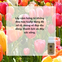 Hương Tinh Dầu Hoa Tuylip