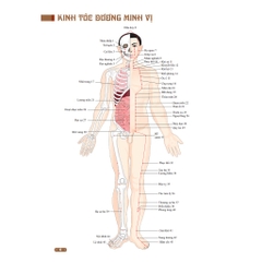 Sách - Đồ giải kinh lạc huyệt vị cơ thể (MT)