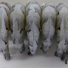 Raw Black Tiger Shrimp PD Deveined