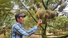 Thợ Gõ Sầu Riêng