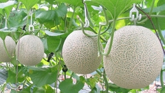 Vì sao nông nghiệp công nghệ cao trở thành xu hướng?