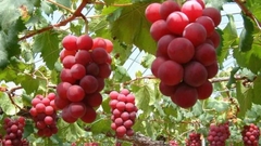 Why Japanese Ruby Roman Grapes Are So Expensive