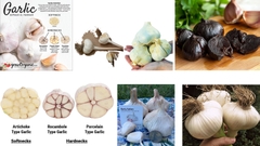 Các Loại Tỏi Trên Thế Giới